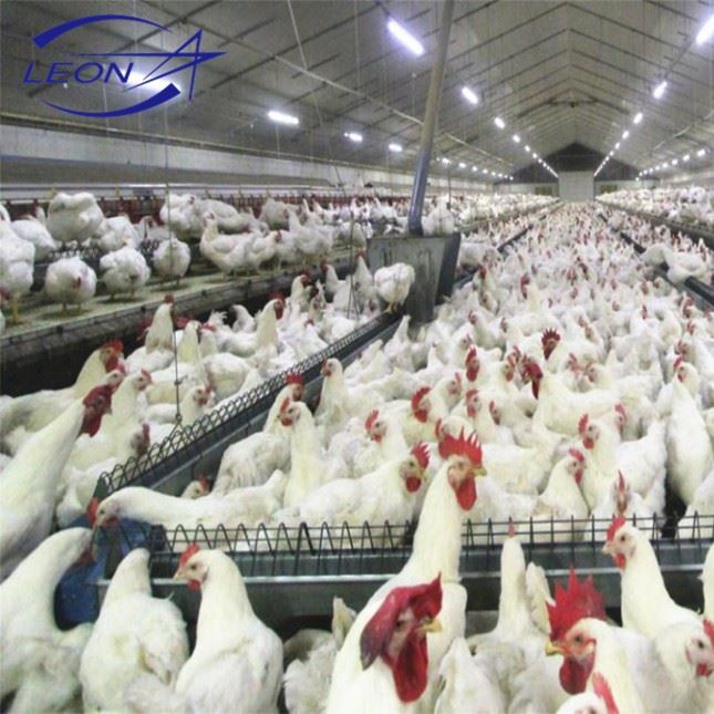 Breeder Chicken Farm Equipment