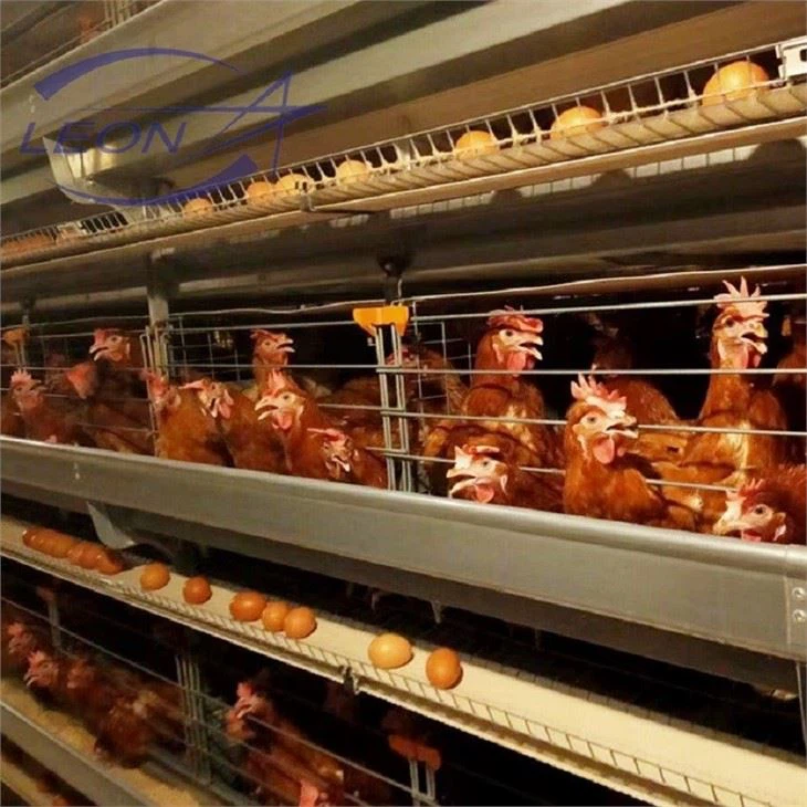 Broiler Cage Chicken Broiler Cage Chicken