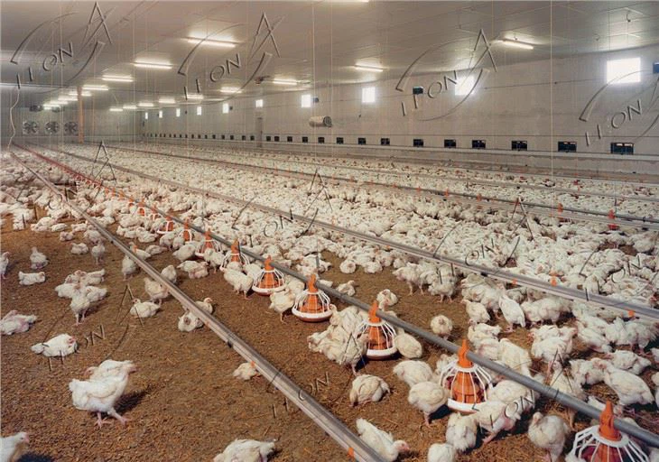 Llawn Broiler Awtomatig System Bwydo Offer Dofednod Pris