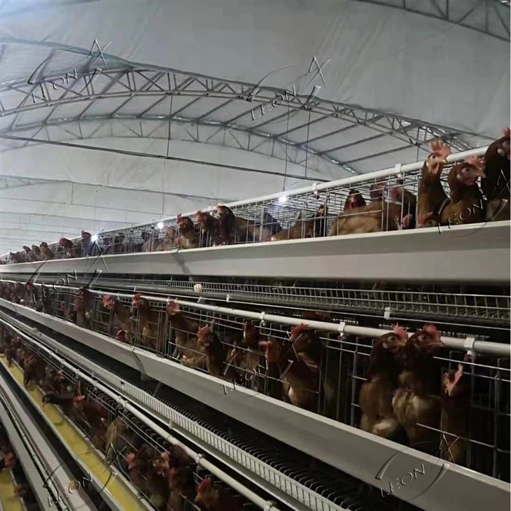 Automatic A Type Layer Chicken Cage