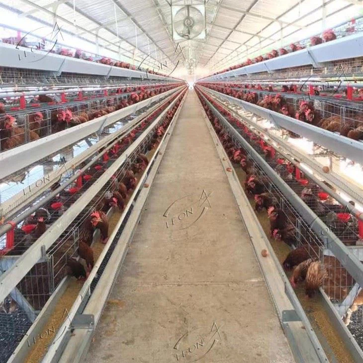Automatic A Type Layer Chicken Cage