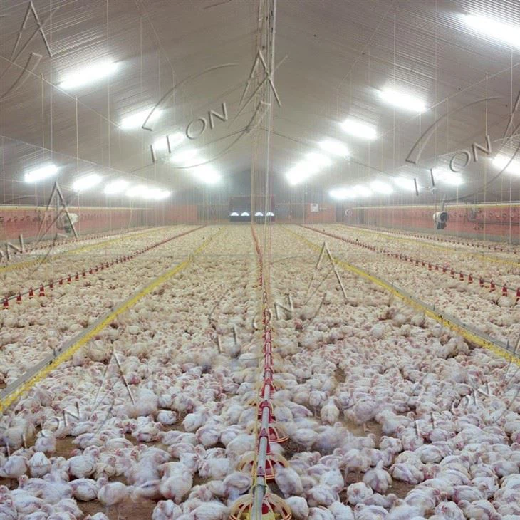 Broiler Chicken Raising System Broiler Chicken Raising System