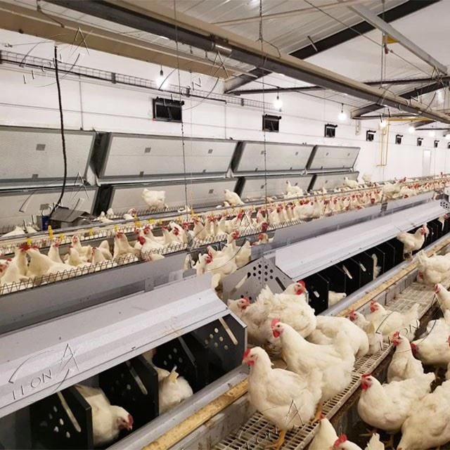Broiler Parent Stock Chicken Raising System Broiler Parent Stock Chicken Raising System