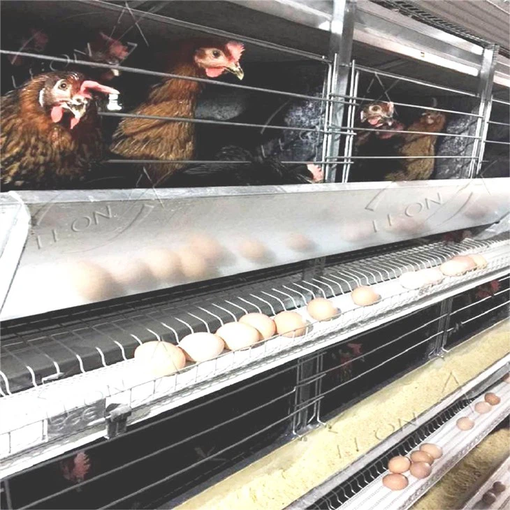 H Type Poultry Cages For Layer Chickens H Type Poultry Cages For Layer Chickens