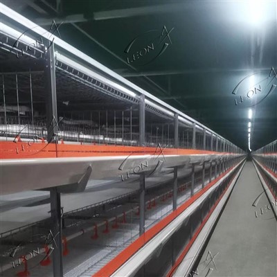 Cawell Cyw Iâr Ar Gyfer Brwyliaid A Chywion Babi